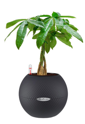 Potted Pachira Aquatica House Plant in LECHUZA-PURO Slate Self-watering Planter, Total Height 45 cm