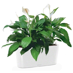 Potted Blooming Spathiphyllum Sweet Chico House Plant in LECHUZA DELTA White High Gloss Self-watering Planter, Total Height 50 cm