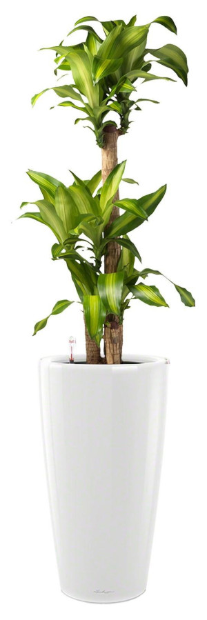 Potted Dracaena Fragrans Massangeana House Plant in LECHUZA RONDO White High Gloss Self-watering Planter, Total Height 160 cm