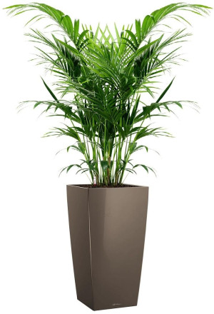 Potted Howea Forsteriana House Plant in LECHUZA CUBICO Shiny Taupe Self-watering Planter, Total Height 150 cm