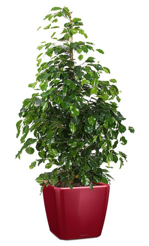 Potted Ficus Benjamina Danielle House Plant in LECHUZA QUADRO LS Scarlet Red High Gloss Self-watering Planter, Total Height 120 cm