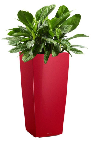 Potted Aglaonema Stripes House Plant in LECHUZA CUBICO Scarlet Red High Gloss Self-watering Planter, Total Height 125 cm