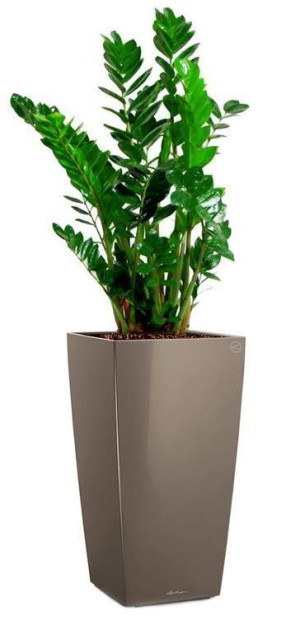 Potted Zamioculcas Zamiifolia House Plant in LECHUZA CUBICO Shiny Taupe Self-watering Planter, Total Height 150 cm
