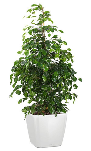Potted Ficus Benjamina Danielle House Plant in LECHUZA QUADRO LS White High Gloss Self-watering Planter, Total Height 120 cm