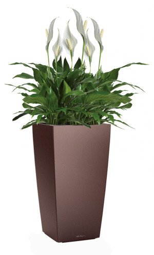 Potted Blooming Spathiphyllum Sweet Chico House Plant in LECHUZA CUBICO Espresso Metallic Self-watering Planter, Total Height 80 cm