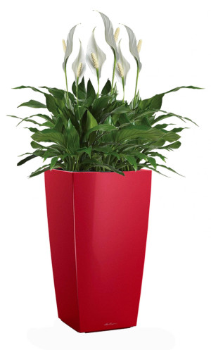 Potted Blooming Spathiphyllum Sweet Chico House Plant in LECHUZA CUBICO Scarlet Red High Gloss Self-watering Planter, Total Height 80 cm