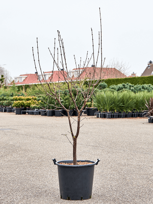 Acer griseum (190-240) W65 H(170-210) cm, Potsize D50 cm
