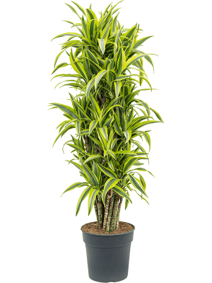 Colorful Corn Plant Dracaena fragrans \'Lemon Lime\' Tall Indoor House Plants Trees W55 H(120-150) cm, Potsize D30 cm