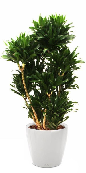 Potted Dracaena Fragrans Compacta House Plant in LECHUZA CLASSICO LS White High Gloss Self-watering Planter, Total Height 105 cm
