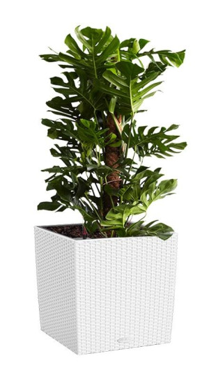 Potted Monstera Deliciosa House Plant in LECHUZA CUBE Cottage White Self-watering Planter, Total Height 160 cm