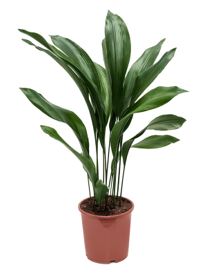 Shade-loving Cast Iron Plant Aspidistra elatior Indoor House Plants W40 H(80-90) cm, Potsize D21 cm