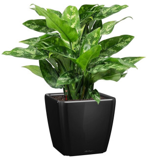 Potted Aglaonema Maria House Plant in LECHUZA QUADRO LS Black High Gloss Self-watering Planter, Total Height 60 cm