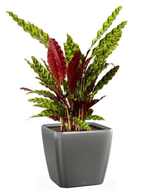 Potted Calathea Lancifolia House Plant in LECHUZA QUADRO LS Charcoal Metallic Self-watering Planter, Total Height 65 cm