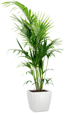Potted Howea Forsteriana House Plant in LECHUZA QUADRO LS White High Gloss Self-watering Planter, Total Height 160 cm