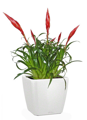 Potted Blooming Scarlet Vriesea House Plant in LECHUZA QUADRO LS White High Gloss Self-watering Planter, Total Height 50 cm