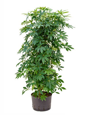 Schefflera arboricola \'Compacta\' Umbrella Tree W55 H(100-130) cm Live Plant, Potsize D25 cm