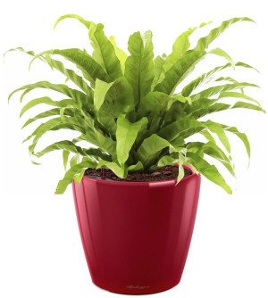 Potted Asplenium Fern House Plant in LECHUZA CLASSICO LS Scarlet Red High Gloss Self-watering Planter, Total Height 50 cm