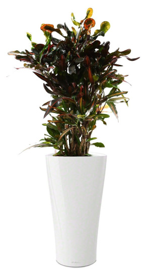 Potted Codiaeum Mammy House Plant in LECHUZA DELTA White High Gloss Self-watering Planter, Total Height 150 cm