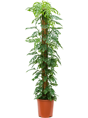 Shade-loving Swiss Cheese Plant Monstera obliqua Indoor House Plants W40 H(120-150) cm, Potsize D27 cm