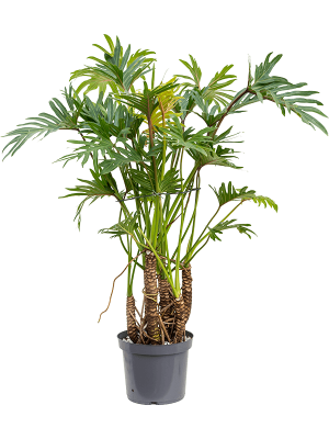 Lush Heart-Leaf Philodendron \'Xantal\' Indoor House Plants W90 H(100-130) cm, Potsize D30 cm