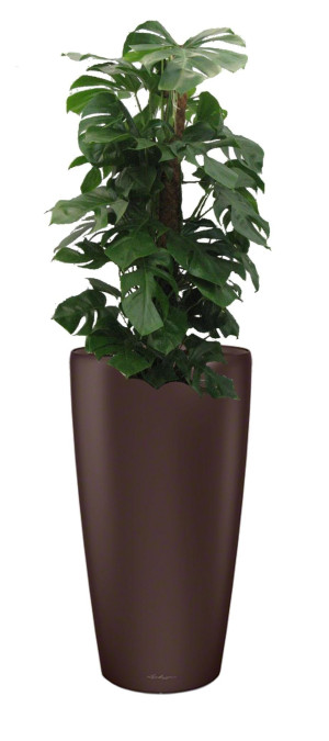 Potted Monstera Deliciosa House Plant in LECHUZA RONDO Espresso Metallic Self-watering Planter, Total Height 150 cm