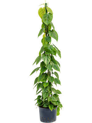 Philodendron scandens Heart-Leaf W35 H(120-150) cm Live Plant, Potsize D25 cm