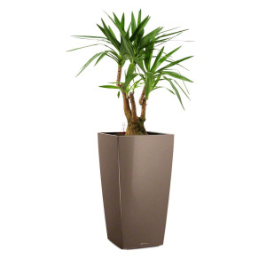 Potted Yucca House Plant in LECHUZA CUBICO Shiny Taupe Self-watering Planter, Total Height 110 cm