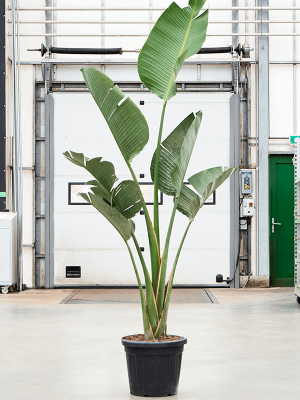 Tropical Bird of Paradise Strelitzia nicolai Indoor House Plants W125 H(200-250) cm, Potsize D45 cm