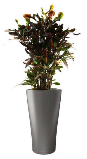 Potted Codiaeum Mammy House Plant in LECHUZA DELTA Charcoal Metallic Self-watering Planter, Total Height 150 cm