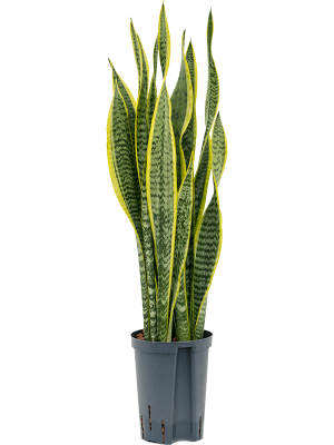 Sansevieria trifasciata \'Laurentii\' Snake Plant W15 H(50-60) cm Live Plant, Potsize D15 cm