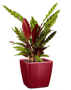 Potted Calathea Lancifolia House Plant in LECHUZA QUADRO LS Scarlet Red High Gloss Self-watering Planter, Total Height 65 cm