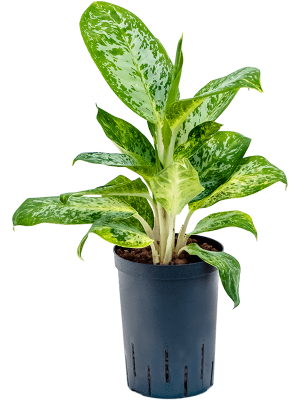 Aglaonema \'Pearl\' Chinese Evergreen W25 H(38-45) cm Live Plant, Potsize D15 cm