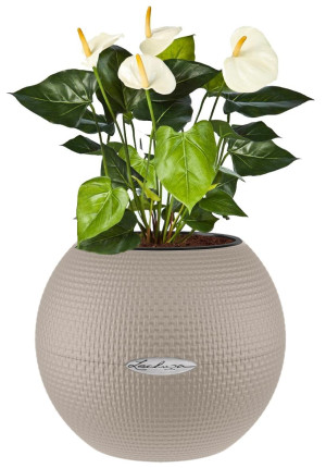Potted Blooming Anthurium Andraeanum House Plant in LECHUZA-PURO Sand Brown Self-watering Planter, Total Height 40 cm