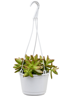 Easy-Care Stonecrop Sedum nussbaumerianum Indoor House Plants W20 H20 cm, Potsize D16 cm
