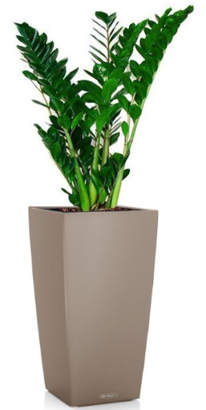 Potted Zamioculcas Zamiifolia House Plant in LECHUZA CUBICO Color Sand Brown Self-watering Planter, Total Height 150 cm