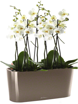 Potted Blooming Phalaenopsis Orchid House Plant in LECHUZA DELTA Shiny Taupe Self-watering Planter, Total Height 60 cm
