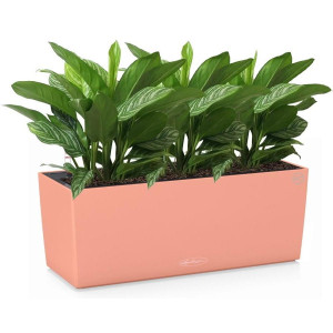 Potted Aglaonema Stripes House Plant in LECHUZA BALCONERA Color Coral Red Self-watering Planter, Total Height 45 cm
