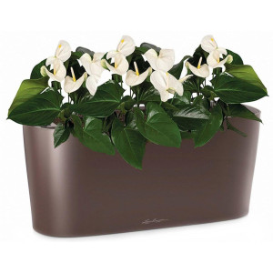Potted Blooming Anthurium Andraeanum White House Plant in LECHUZA DELTA Espresso Metallic Self-watering Planter, Total Height 45 cm