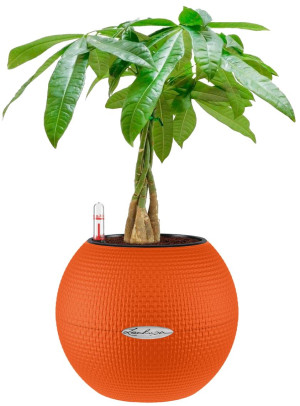 Potted Pachira Aquatica House Plant in LECHUZA-PURO Blood Orange Self-watering Planter, Total Height 45 cm