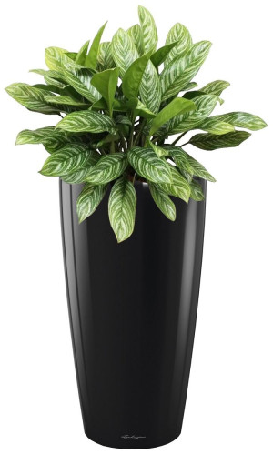 Potted Aglaonema Stripes House Plant in LECHUZA RONDO Black High Gloss Self-watering Planter, Total Height 80 cm