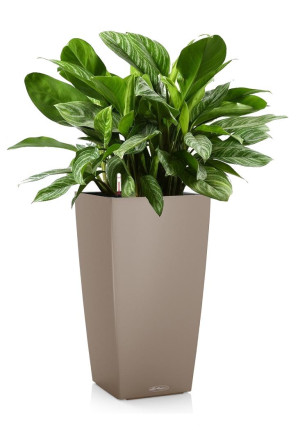 Potted Aglaonema Stripes House Plant in LECHUZA CUBICO Color Sand Brown Self-watering Planter, Total Height 90 cm
