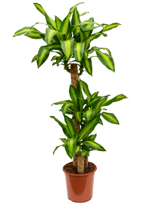 Colorful Corn Plant Dracaena fragrans \'Massangeana\' Tall Indoor House Plants Trees W35 H(116-145) cm, Potsize D24 cm