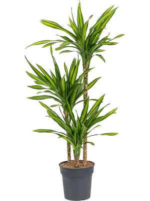 Easy-Care Corn Plant Dracaena fragrans \'Riki\' Tall Indoor House Plants Trees W65 H(100-120) cm, Potsize D21 cm