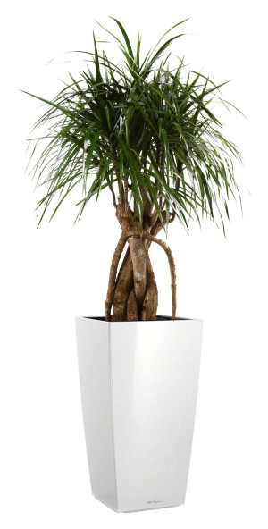Potted Dracaena Marginata House Plant in LECHUZA CUBICO White High Gloss Self-watering Planter, Total Height 150 cm