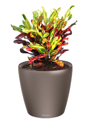 Potted Codiaeum Mammy House Plant in LECHUZA CLASSICO LS Espresso Metallic Self-watering Planter, Total Height 45 cm