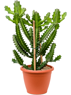 Euphorbia lactea H(55-65) cm, Potsize D30 cm