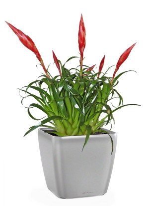 Potted Blooming Scarlet Vriesea House Plant in LECHUZA QUADRO LS Silver Metallic Self-watering Planter, Total Height 50 cm