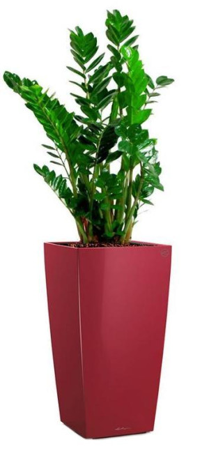 Potted Zamioculcas Zamiifolia House Plant in LECHUZA CUBICO Scarlet Red High Gloss Self-watering Planter, Total Height 150 cm