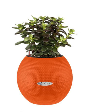 Potted Crassula Ovata Minor Money House Plant in LECHUZA-PURO Blood Orange Self-watering Planter, Total Height 30 cm