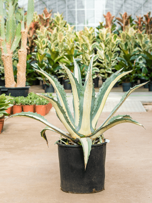Striking Century Plant Agave amerciana mediopicta \'Alba\' W80 H(70-80) cm, Potsize D35 cm